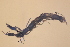  ( - NZGDW0204)  @11 [ ] Copyright (2031) Stacey Meyer University of Waikato