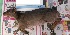 ( - NZG153)  @11 [ ] CreativeCommons - Attribution Share-Alike (2019) Unspecified National Zoological Gardens of South Africa