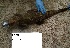  (Osteolaemus - NZG339)  @11 [ ] CreativeCommons - Attribution Share-Alike (2019) Unspecified National Zoological Gardens of South Africa