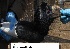 ( - NZG413)  @11 [ ] CreativeCommons - Attribution Share-Alike (2019) Unspecified National Zoological Gardens of South Africa