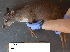  ( - NZG436)  @11 [ ] CreativeCommons - Attribution Share-Alike (2019) Unspecified National Zoological Gardens of South Africa