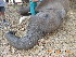  (Loxodonta - NZG513)  @11 [ ] CreativeCommons  Attribution Share-Alike (by-sa) (2014) National Zoological Gardens of South Africa (NZG) National Zoological Gardens of South Africa (NZG)