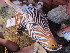  ( - NZG263)  @11 [ ] CreativeCommons  Attribution Share-Alike (by-sa) (2014) National Zoological Gardens of South Africa (NZG) National Zoological Gardens of South Africa (NZG)