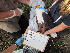  ( - NZG474)  @11 [ ] CreativeCommons  Attribution Share-Alike (by-sa) (2014) National Zoological Gardens of South Africa (NZG) National Zoological Gardens of South Africa (NZG)