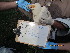  ( - NZG478)  @11 [ ] CreativeCommons  Attribution Share-Alike (by-sa) (2014) National Zoological Gardens of South Africa (NZG) National Zoological Gardens of South Africa (NZG)