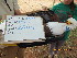  ( - NZG515)  @11 [ ] CreativeCommons  Attribution Share-Alike (by-sa) (2014) National Zoological Gardens of South Africa (NZG) National Zoological Gardens of South Africa (NZG)