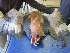  ( - NZG028)  @11 [ ] CreativeCommons  Attribution Share-Alike (by-sa) (2014) National Zoological Gardens of South Africa (NZG) National Zoological Gardens of South Africa (NZG)