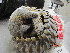  ( - NZG303)  @11 [ ] CreativeCommons - Attribution Share-Alike (2019) Unspecified National Zoological Gardens of South Africa