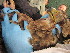  ( - NZG334)  @11 [ ] CreativeCommons  Attribution Share-Alike (by-sa) (2014) National Zoological Gardens of South Africa (NZG) National Zoological Gardens of South Africa (NZG)