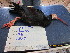  ( - NZG374)  @11 [ ] CreativeCommons  Attribution Share-Alike (by-sa) (2014) National Zoological Gardens of South Africa (NZG) National Zoological Gardens of South Africa (NZG)