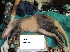  (Orycteropus - NZG560)  @11 [ ] CreativeCommons - Attribution Share-Alike (2019) Unspecified National Zoological Gardens of South Africa