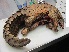  ( - NZG387)  @11 [ ] CreativeCommons - Attribution Share-Alike (2019) Unspecified National Zoological Gardens of South Africa