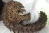  ( - PNG2108)  @11 [ ] CreativeCommons - Attribution Share-Alike (2019) South African National Biodiversity Institute South African National Biodiversity Institute