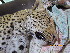  ( - NZG226)  @11 [ ] CreativeCommons - Attribution Share-Alike (2019) Unspecified National Zoological Gardens of South Africa