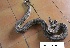  ( - NZG243)  @11 [ ] CreativeCommons - Attribution Share-Alike (2019) Unspecified National Zoological Gardens of South Africa