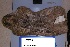  (Oreotragus - NZG800)  @11 [ ] CreativeCommons - Attribution Share-Alike (2019) Unspecified National Zoological Gardens of South Africa