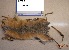  (Madoqua - NZG847)  @11 [ ] CreativeCommons - Attribution Share-Alike (2019) Unspecified National Zoological Gardens of South Africa