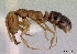  (Anochetus graeffei - NZAC04033335)  @15 [ ] Copyright (2010) California Acad Sciences California Academy of Sciences