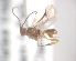  (Ascogaster bicolorata - NZAC04037717)  @13 [ ] Unspecified (default): All Rights Reserved  CreativeCommons - Attribution Non-Commercial Share-Alike Unspecified