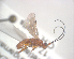  (Ascogaster erroli - NZAC04035745)  @12 [ ] Unspecified (default): All Rights Reserved  CreativeCommons - Attribution Non-Commercial Share-Alike Unspecified