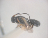  (Ascogaster quadridentata - NZAC04036453)  @13 [ ] Unspecified (default): All Rights Reserved  CreativeCommons - Attribution Non-Commercial Share-Alike Unspecified