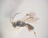  (Ascogaster strigosa - NZAC04036209)  @11 [ ] Unspecified (default): All Rights Reserved  CreativeCommons - Attribution Non-Commercial Share-Alike Unspecified