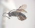  (Ascogaster tekapoense - NZAC04033551)  @11 [ ] Unspecified (default): All Rights Reserved  CreativeCommons - Attribution Non-Commercial Share-Alike Unspecified