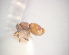  (Conostigmus variipilosus - NZAC04036633)  @11 [ ] Unspecified (default): All Rights Reserved  CreativeCommons - Attribution Non-Commercial Share-Alike Unspecified