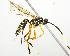  (Xanthocryptus - NZAC04044583)  @14 [ ] CreativeCommons - Attribution Non-Commercial Share-Alike (2012) D Ward NZAC