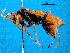  (Cryptocheilus australis - NZAC04031737)  @13 [ ] Unspecified (default): All Rights Reserved  Unspecified Unspecified