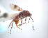  (Fustiserphus - NZAC04037146)  @11 [ ] Unspecified (default): All Rights Reserved  Unspecified Unspecified