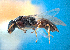  (Goniozus NZspjac - NZAC04035681)  @11 [ ] Unspecified (default): All Rights Reserved  CreativeCommons - Attribution Non-Commercial Share-Alike Unspecified