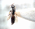  (Goniozus sp. NZ2 - NZAC04035557)  @11 [ ] Unspecified (default): All Rights Reserved  Unspecified Unspecified