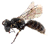  (Hylaeus asperithorax - NZAC04033361)  @15 [ ] Unspecified (default): All Rights Reserved  Unspecified Unspecified