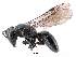  (Hylaeus capitosus - NZAC04037285)  @15 [ ] Unspecified (default): All Rights Reserved  Unspecified Unspecified