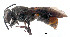  (Hyleoides - NZAC04037763)  @14 [ ] Unspecified (default): All Rights Reserved  Unspecified Unspecified