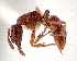  (Hypoponera confinis - NZAC04032142)  @13 [ ] Unspecified (default): All Rights Reserved  Unspecified Unspecified