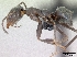  (Iridomyrmex suchieri - NZAC04034724)  @13 [ ] Copyright (2010) California Acad Sciences California Academy of Sciences