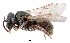  (Lasioglossum cognatum - NZAC04036922)  @15 [ ] Unspecified (default): All Rights Reserved  Unspecified Unspecified