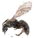  (Lasioglossum sordidum - NZAC04034209)  @15 [ ] Unspecified (default): All Rights Reserved  Unspecified Unspecified