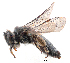  (Leioproctus pango - NZAC04037058)  @11 [ ] Unspecified (default): All Rights Reserved  Unspecified Unspecified