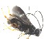  (Ascogaster crenulata - NZAC03031338)  @11 [ ] No Rights Reserved (2020) Unspecified Landcare Research, New Zealand Arthropod Collection
