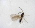  ( - NZAC03031372)  @11 [ ] No Rights Reserved (2020) Unspecified Landcare Research, New Zealand Arthropod Collection