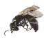  (Hylaeus agilis - NZAC03031429)  @11 [ ] No Rights Reserved (2020) Unspecified Landcare Research, New Zealand Arthropod Collection