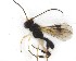  ( - NZAC03031487)  @11 [ ] No Rights Reserved (2020) Unspecified Landcare Research, New Zealand Arthropod Collection