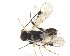  ( - NZAC03031494)  @11 [ ] No Rights Reserved (2020) Unspecified Landcare Research, New Zealand Arthropod Collection