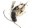  ( - NZAC03035126)  @11 [ ] No Rights Reserved (2020) Unspecified Landcare Research, New Zealand Arthropod Collection