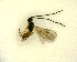  ( - NZAC03035147)  @11 [ ] No Rights Reserved (2020) Unspecified Landcare Research, New Zealand Arthropod Collection