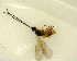  ( - NZAC03035150)  @11 [ ] No Rights Reserved (2020) Unspecified Landcare Research, New Zealand Arthropod Collection