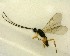 ( - NZAC03035151)  @11 [ ] No Rights Reserved (2020) Unspecified Landcare Research, New Zealand Arthropod Collection